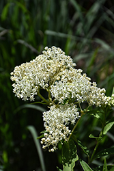 Ice Ballet Milkweed (Asclepias incarnata 'Ice Ballet') at English Gardens