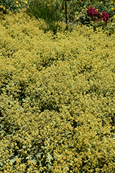 Lady's Mantle (Alchemilla mollis) at English Gardens