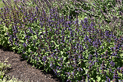 Neptune Catmint (Nepeta kubanica 'Bokratune') at English Gardens