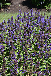 Neptune Catmint (Nepeta kubanica 'Bokratune') at English Gardens