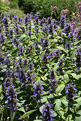 Prelude Blue Catmint (Nepeta subsessilis 'Balneplud') at English Gardens