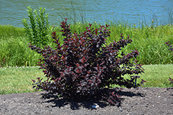 Fireside Ninebark (Physocarpus opulifolius 'Fireside') at English Gardens