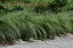 Prairie Dropseed (Sporobolus heterolepis) at English Gardens
