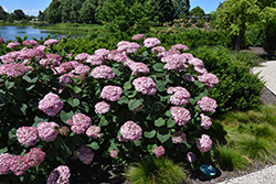 Invincibelle Spirit II Hydrangea (Hydrangea arborescens 'NCHA2') at English Gardens