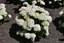 Invincibelle Wee White Hydrangea (Hydrangea arborescens 'NCHA5') at English Gardens