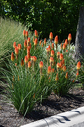Pyromania Backdraft Torchlily (Kniphofia 'Backdraft') at English Gardens