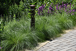 Pennsylvania Sedge (Carex pensylvanica) at English Gardens