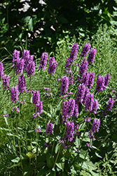 Hummelo Betony (Stachys monieri 'Hummelo') at English Gardens