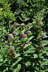 Common Milkweed (Asclepias syriaca) at English Gardens