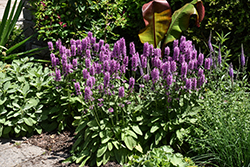 Hummelo Betony (Stachys monieri 'Hummelo') at English Gardens
