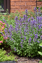 Picture Purrfect Catmint (Nepeta 'Picture Purrfect') at English Gardens