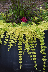 Golden Creeping Jenny (Lysimachia nummularia 'Aurea') at English Gardens