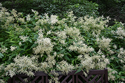 White Fleeceflower (Persicaria polymorpha) at English Gardens