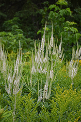 Culver's Root (Veronicastrum virginicum) at English Gardens