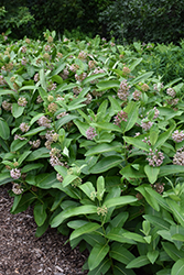 Common Milkweed (Asclepias syriaca) at English Gardens