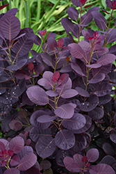 Royal Purple Smokebush (Cotinus coggygria 'Royal Purple') at English Gardens