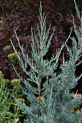 Blue Haven Juniper (Juniperus scopulorum 'Blue Haven') at English Gardens