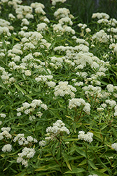 Ice Ballet Milkweed (Asclepias incarnata 'Ice Ballet') at English Gardens