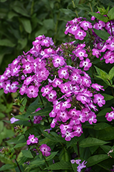 Flame Purple Eye Garden Phlox (Phlox paniculata 'Barthirtythree') at English Gardens
