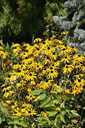 Orange Coneflower (Rudbeckia fulgida) at English Gardens
