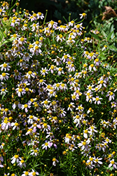Pink Tickseed (Coreopsis rosea) at English Gardens