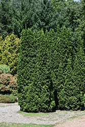 Dark Green Arborvitae (Thuja occidentalis 'Nigra') at English Gardens