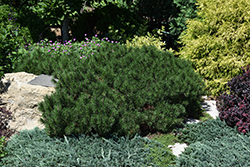 Sherwood Compact Mugo Pine (Pinus mugo 'Sherwood Compact') at English Gardens