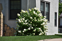 Limelight Prime Hydrangea (Hydrangea paniculata 'SMNHPPH') at English Gardens