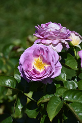 Arctic Blue Rose (Rosa 'WEKblufytirar') at English Gardens