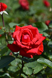 Eleganza Grande Amore Rose (Rosa 'KORcoluma') at English Gardens