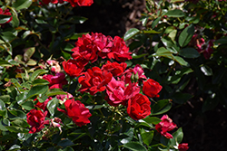 Brick House Rose (Rosa 'Meitraligh') at English Gardens