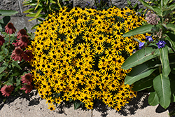 Little Goldstar Coneflower (Rudbeckia fulgida 'Little Goldstar') at English Gardens