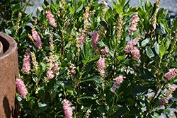Ruby Spice Summersweet (Clethra alnifolia 'Ruby Spice') at English Gardens