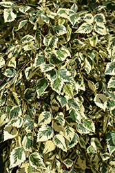 Shiloh Splash River Birch (Betula nigra 'Shiloh Splash') at English Gardens