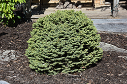 Dwarf Serbian Spruce (Picea omorika 'Nana') at English Gardens