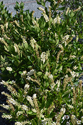 Sugartina Crystalina Summersweet (Clethra alnifolia 'Crystalina') at English Gardens