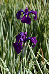 Variegated Japanese Flag Iris (Iris ensata 'Variegata') at English Gardens