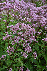 Phantom Joe Pye Weed (Eupatorium maculatum 'Phantom') at English Gardens