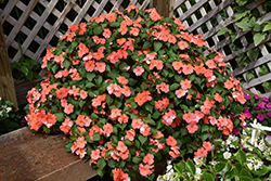 Beacon Salmon Impatiens (Impatiens walleriana 'PAS1357835') at English Gardens