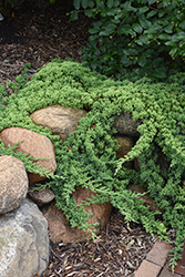 Dwarf Japanese Garden Juniper (Juniperus procumbens 'Nana') at English Gardens