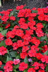 SunPatiens Vigorous Red Impatiens (Impatiens 'SAKIMP048') at English Gardens