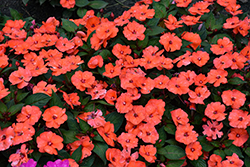 SunPatiens Vigorous Orange New Guinea Impatiens (Impatiens 'SAKIMP056') at English Gardens