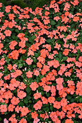Beacon Salmon Impatiens (Impatiens walleriana 'PAS1357835') at English Gardens