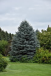 Fat Albert Blue Spruce (Picea pungens 'Fat Albert') at English Gardens