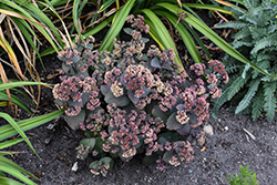 Spellbound Stonecrop (Sedum 'Spellbound') at English Gardens