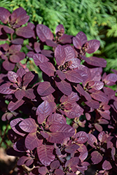 Velveteeny Purple Smokebush (Cotinus coggygria 'Cotsidh5') at English Gardens
