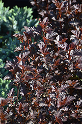Summer Wine Black Ninebark (Physocarpus opulifolius 'SMNPMS') at English Gardens