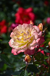 Oso Easy Italian Ice Rose (Rosa 'Chewnicebell') at English Gardens