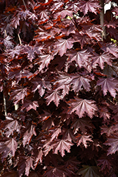 Crimson Sentry Norway Maple (Acer platanoides 'Crimson Sentry') at English Gardens