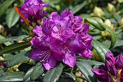 Anah Kruschke Rhododendron (Rhododendron 'Anah Kruschke') at English Gardens